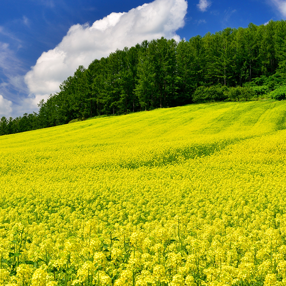 写真：菜の花畑